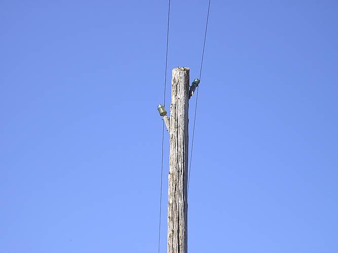 Insulators in Service > Open wire rural lead.